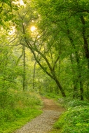 Adventure;Biophilic;Calm;Canopy;Concepts;Cool-Colors;Cool-Palette;Cool-Tones;Env